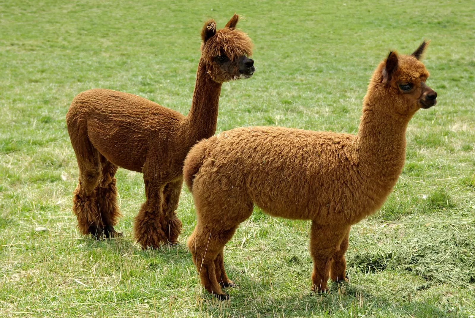 ALPACA 1